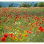 Sommer- Impression - (mit Diskurs über die Vergiftung der Felder...)