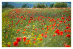 Sommer- Impression - (mit Diskurs über die Vergiftung der Felder...)