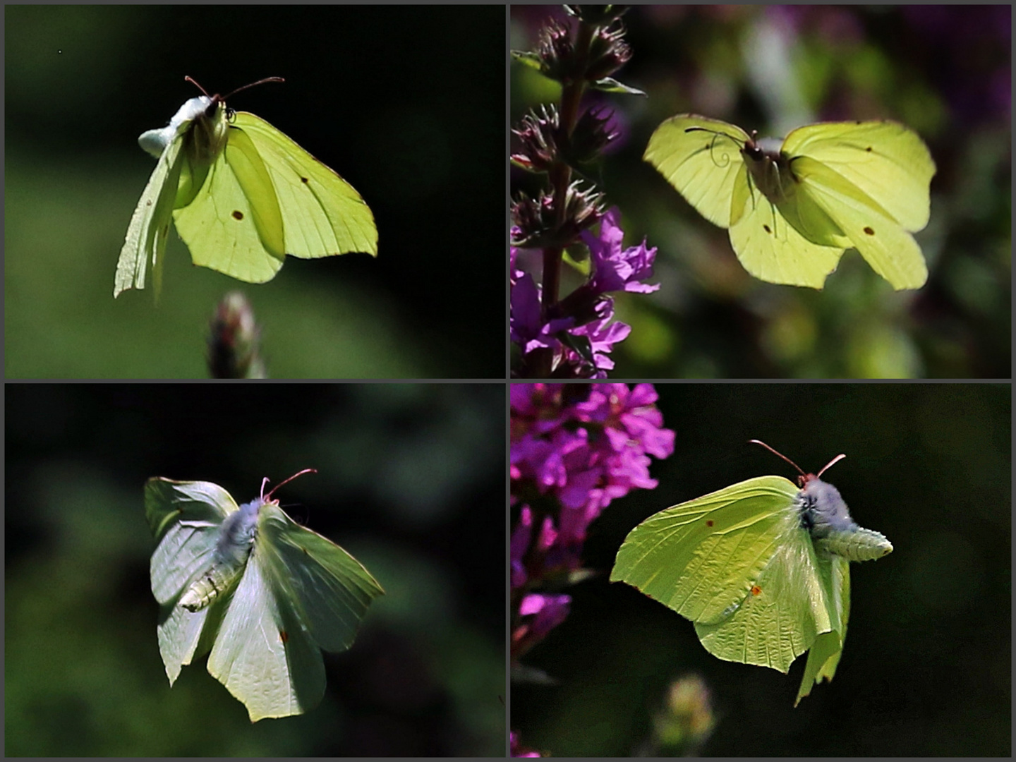 Sommer-Impressionen ...