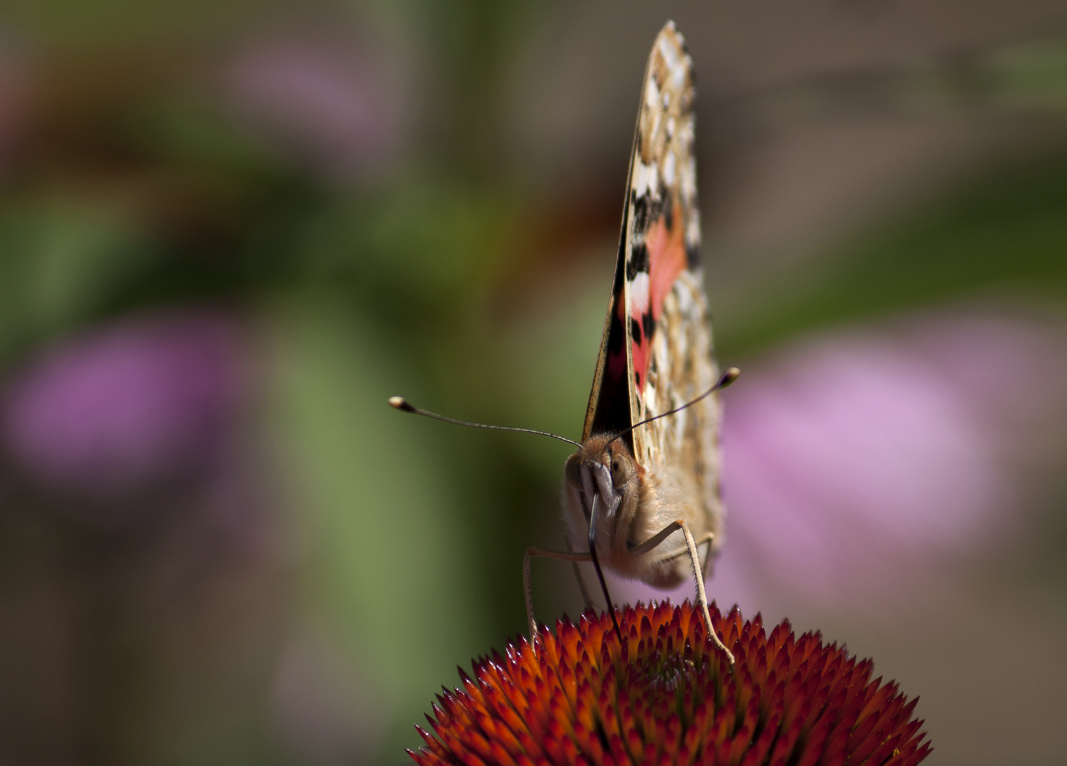 Sommer Impressionen