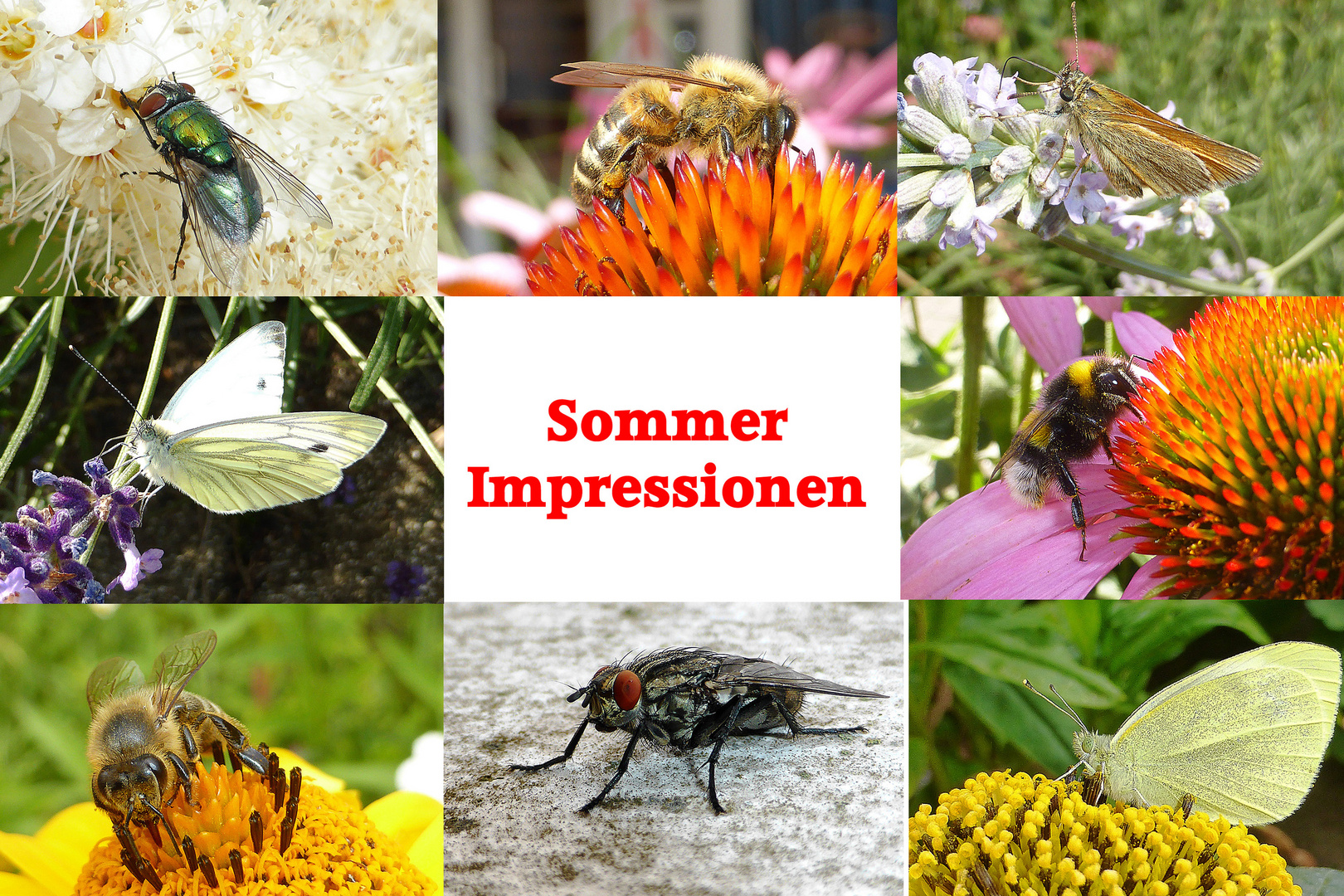 Sommer Impressionen