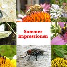 Sommer Impressionen