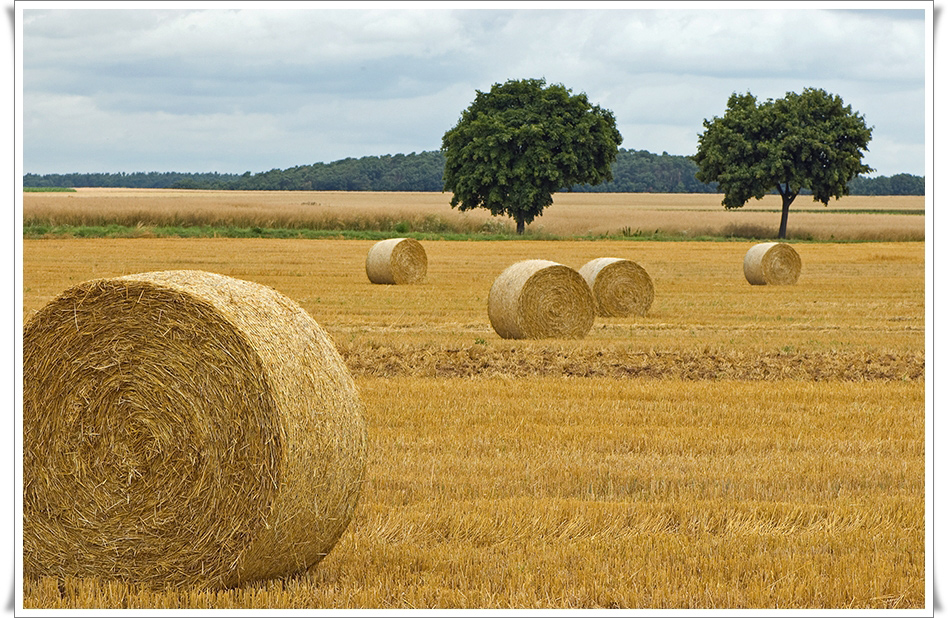 Sommer-Impressionen I