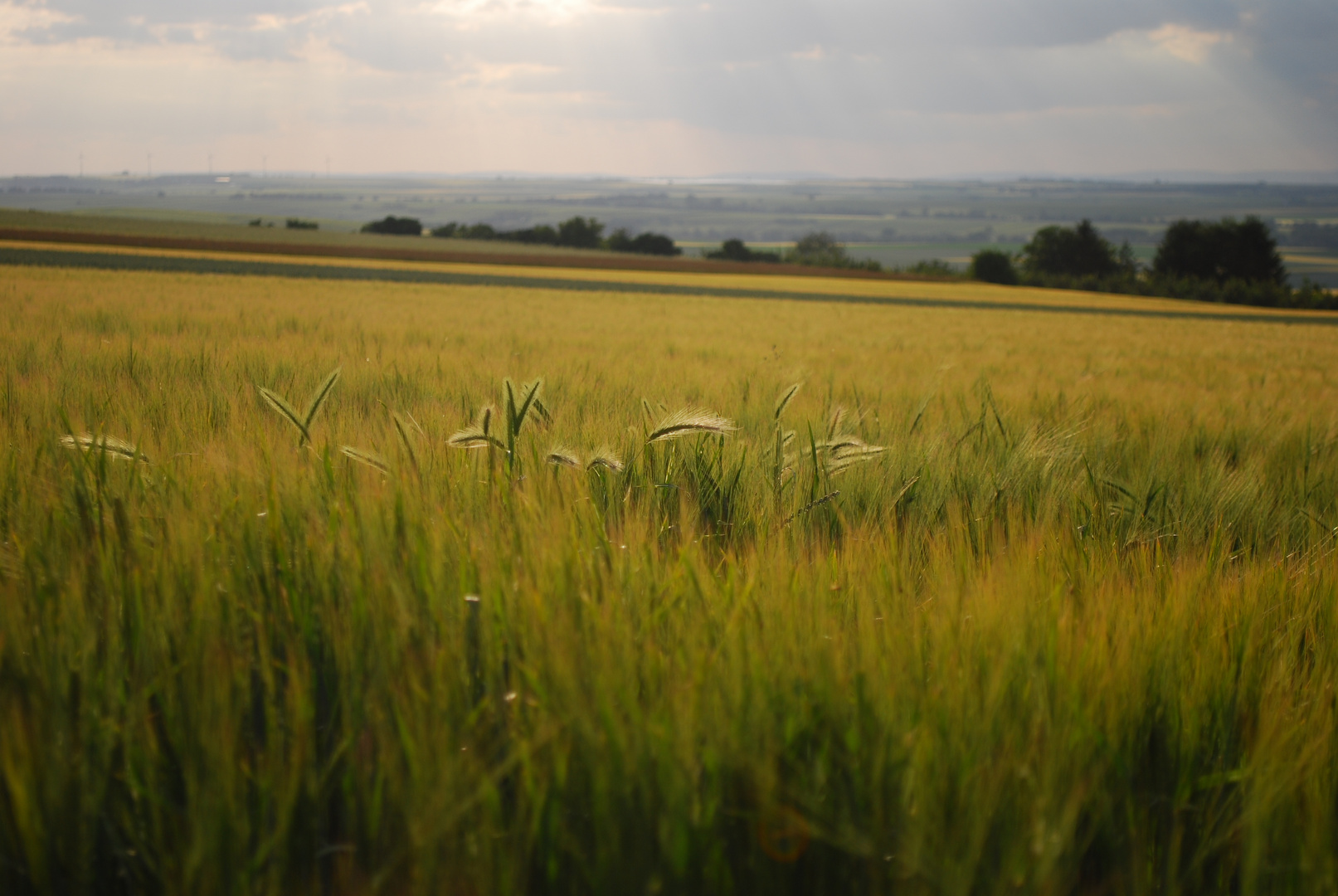 Sommer Impressionen II