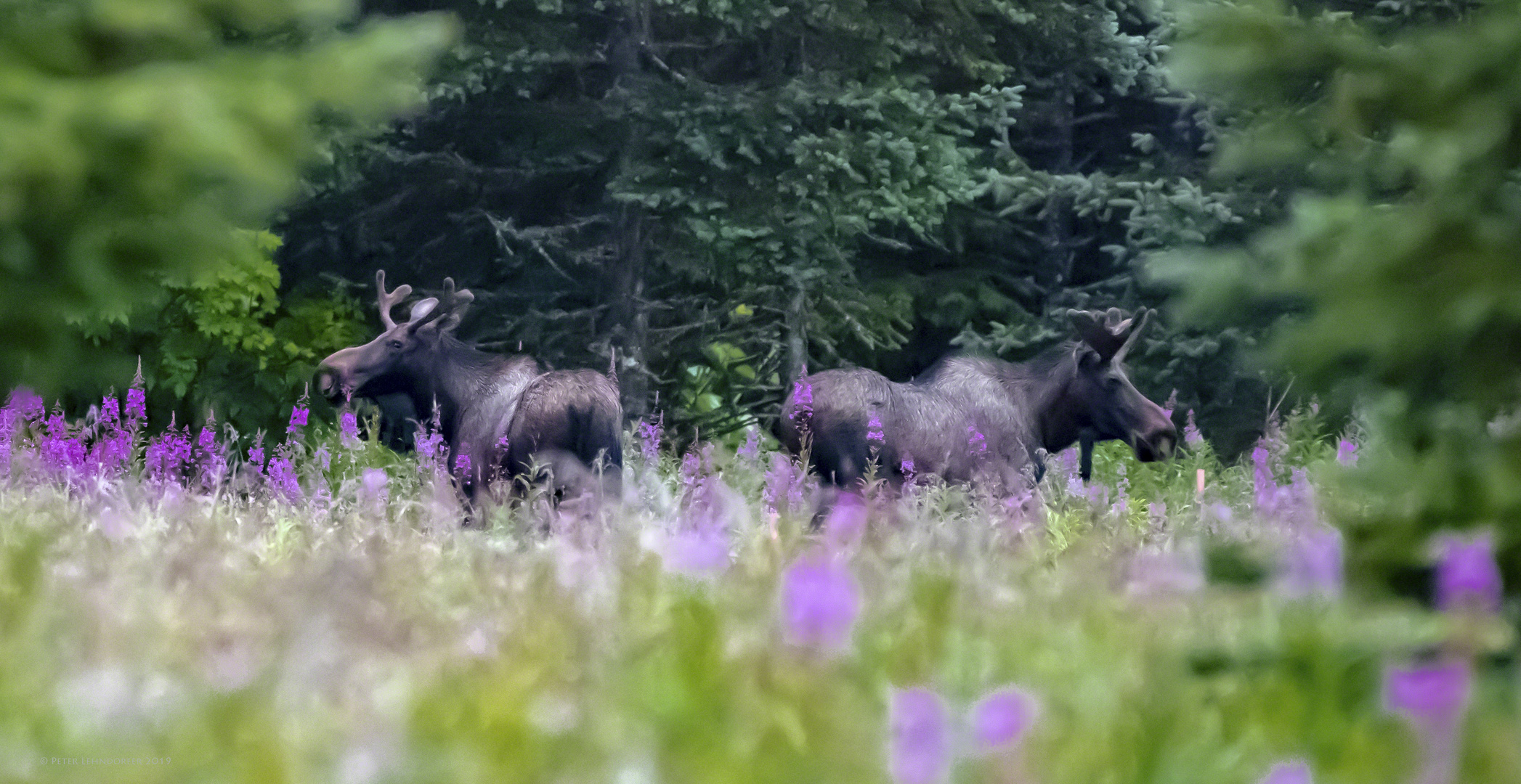 Sommer in Alaska...