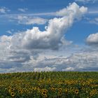 Sommer in Brandenburg 1