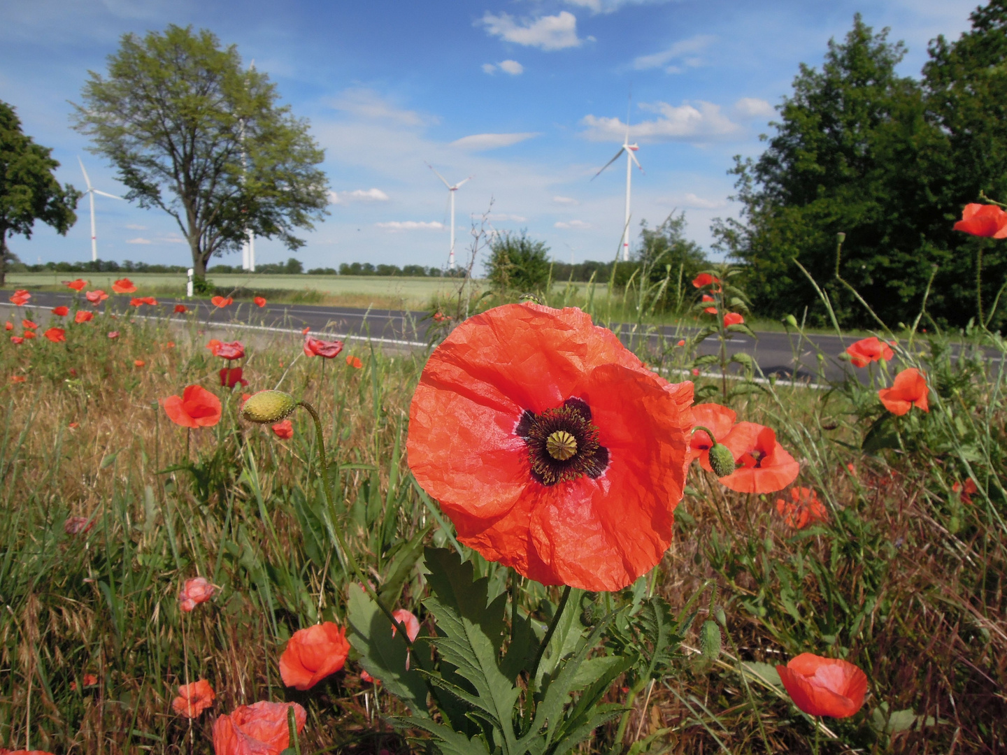 Sommer in Brandenburg