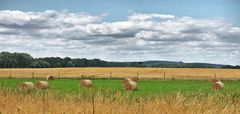 Sommer in Brandenburg