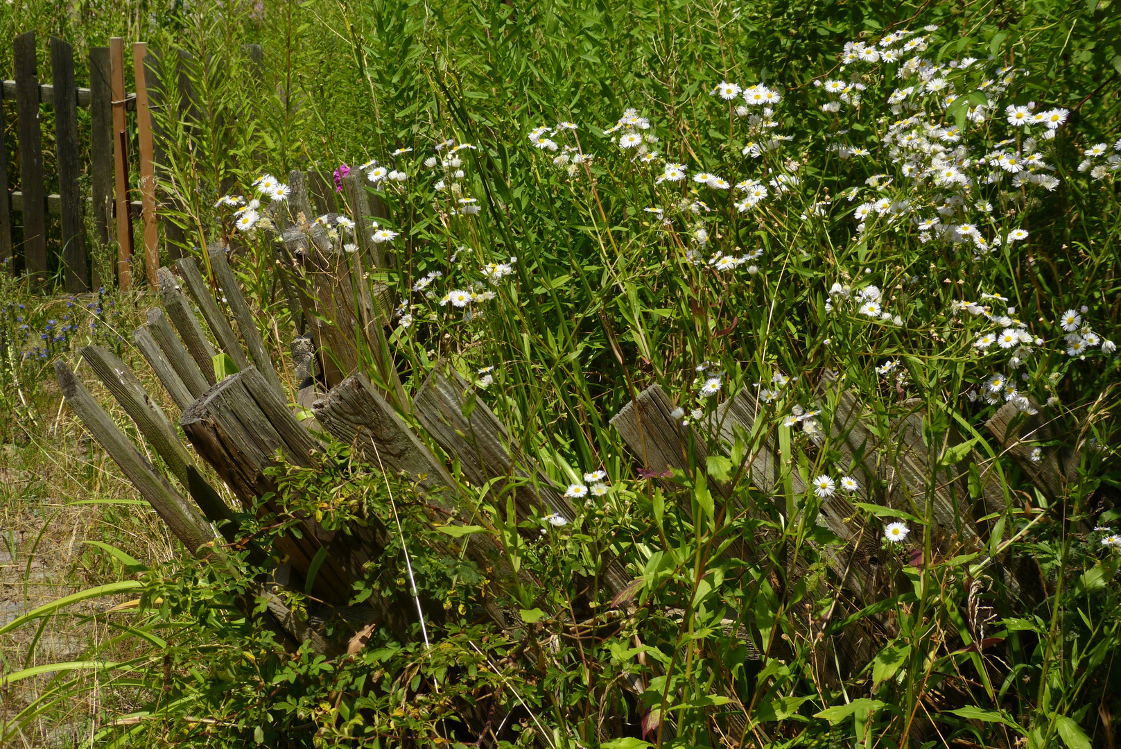 Sommer in Carwitz