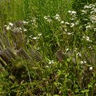 Sommer in Carwitz