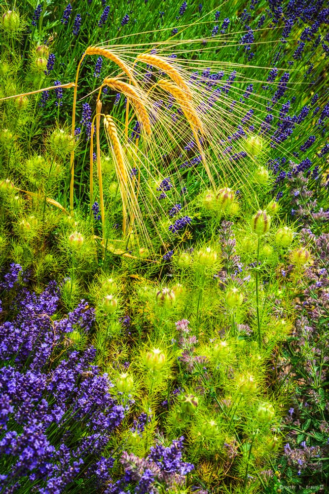 Sommer in Courbet's Garten