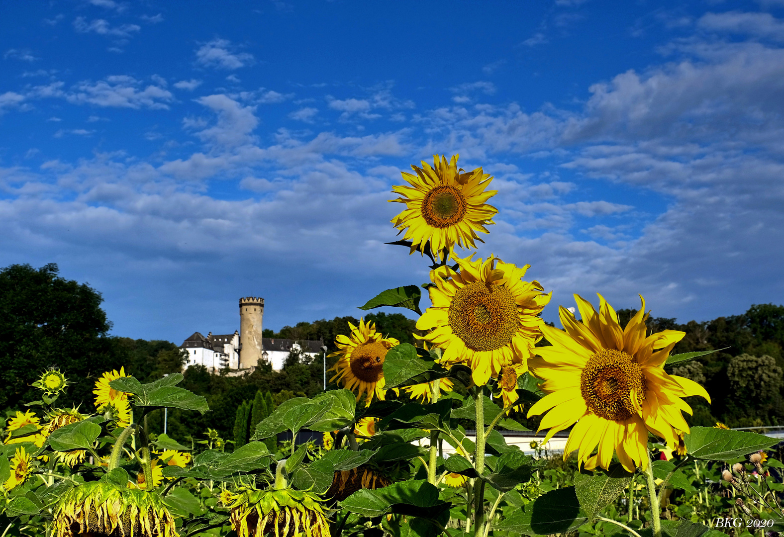 Sommer in Dehrn an der Lahn 