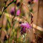 Sommer in dem Feld