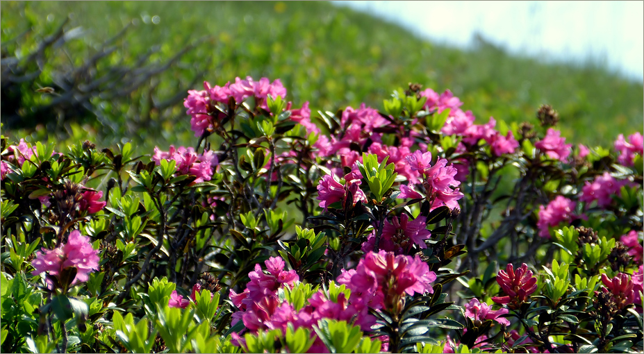 Sommer in den Bergen