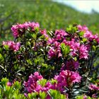 Sommer in den Bergen