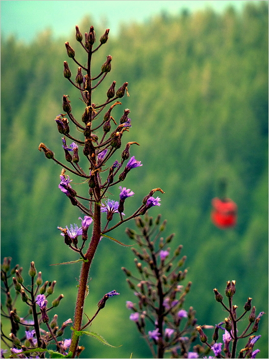 Sommer in den Bergen*