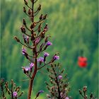 Sommer in den Bergen*