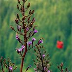 Sommer in den Bergen*