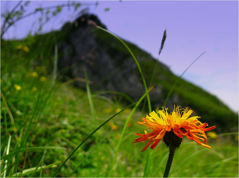 Sommer in den Bergen