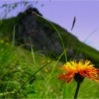 Sommer in den Bergen