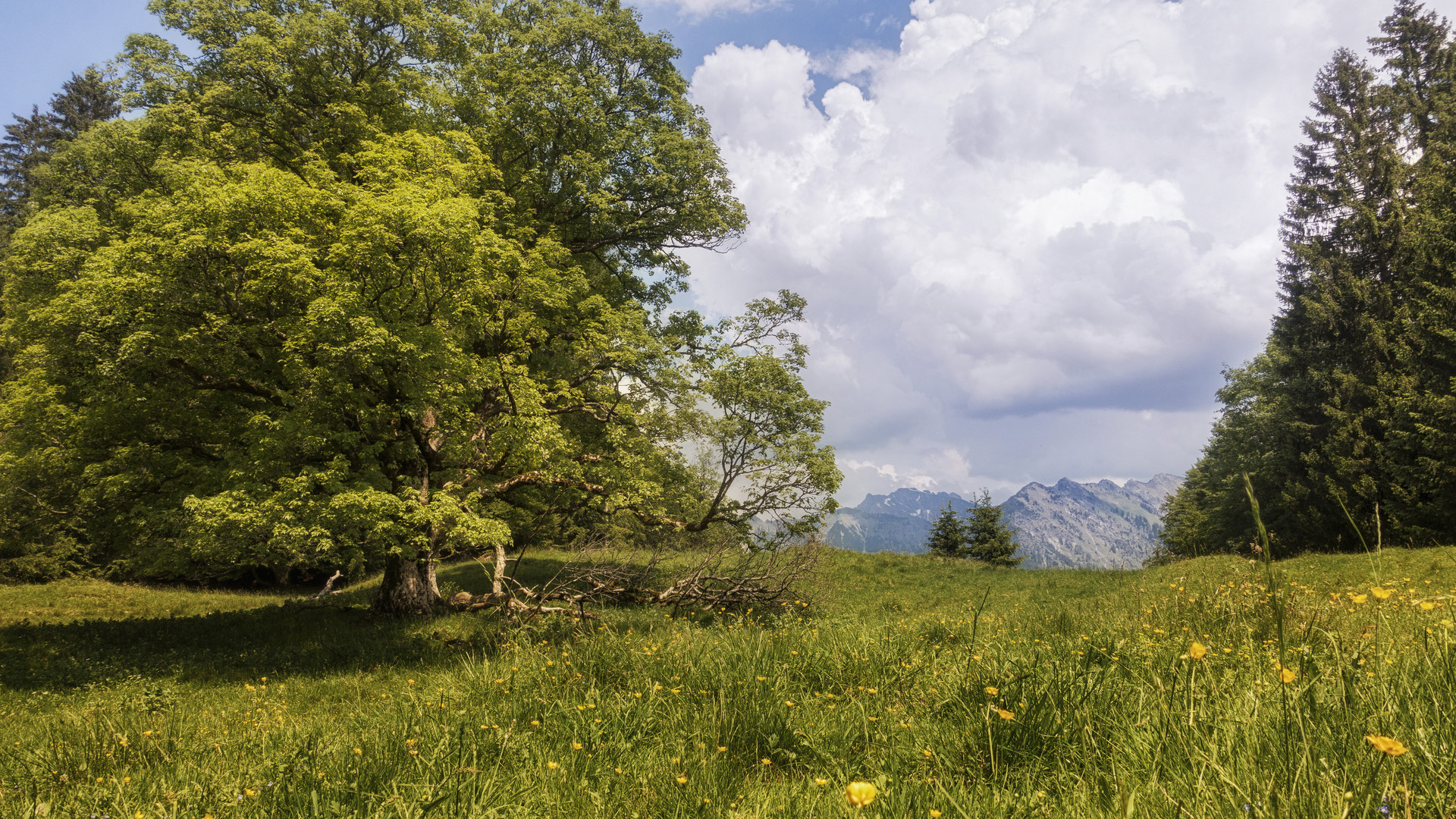 Sommer in den Bergen