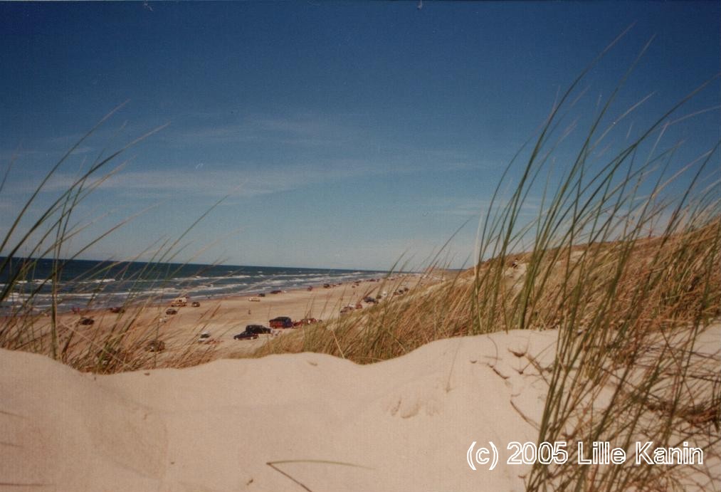 Sommer in den Dünen bei Lökken, Nordjütland