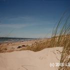 Sommer in den Dünen bei Lökken, Nordjütland