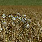 Sommer in den Feldern...