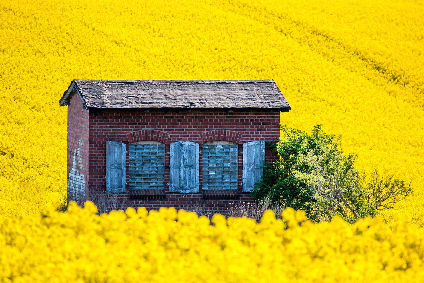 Sommer in den Raps Feldern auf Kap Arkona / Rügen 