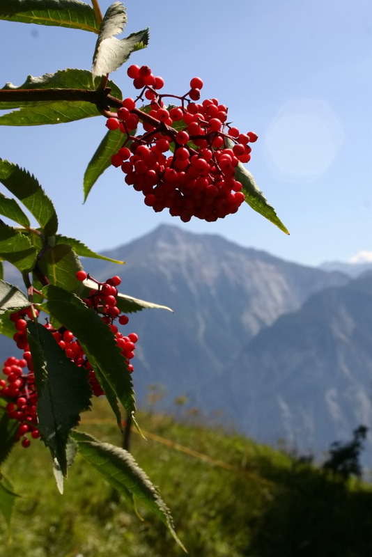 Sommer in den Walliser Alpen