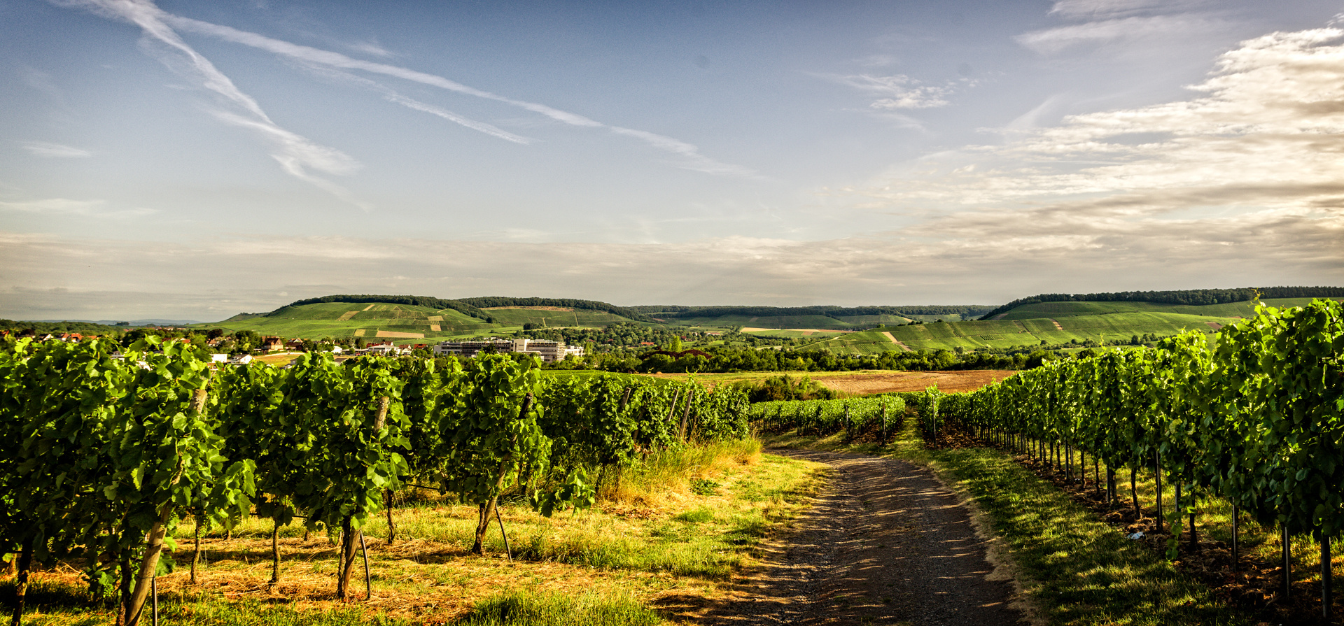 Sommer in den Weinbergen