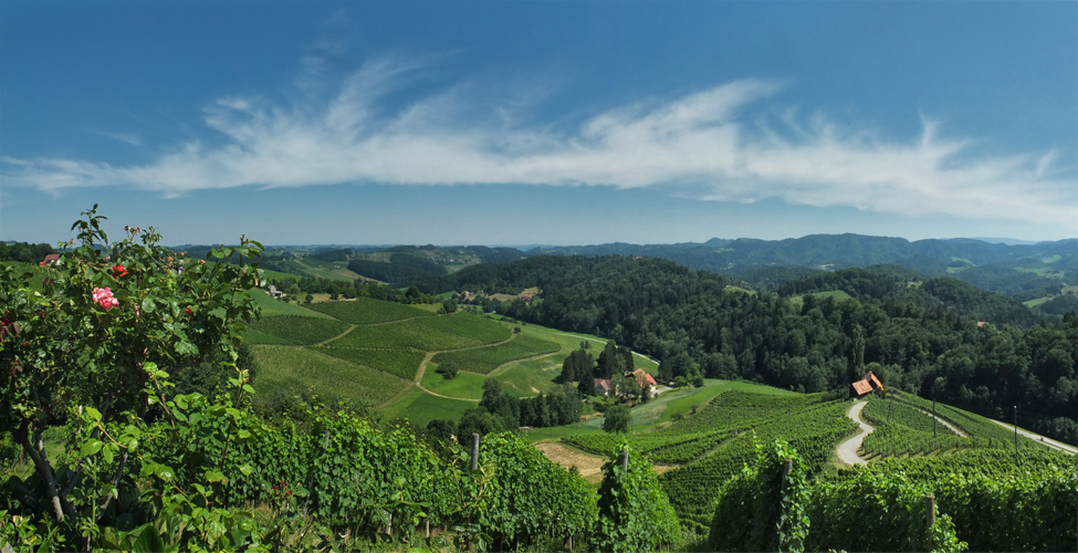 Sommer in den Weinbergen