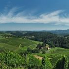 Sommer in den Weinbergen