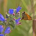  Sommer in den Wiesen / Nachlese 10