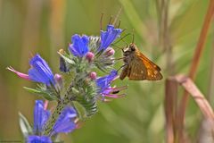  Sommer in den Wiesen / Nachlese 10