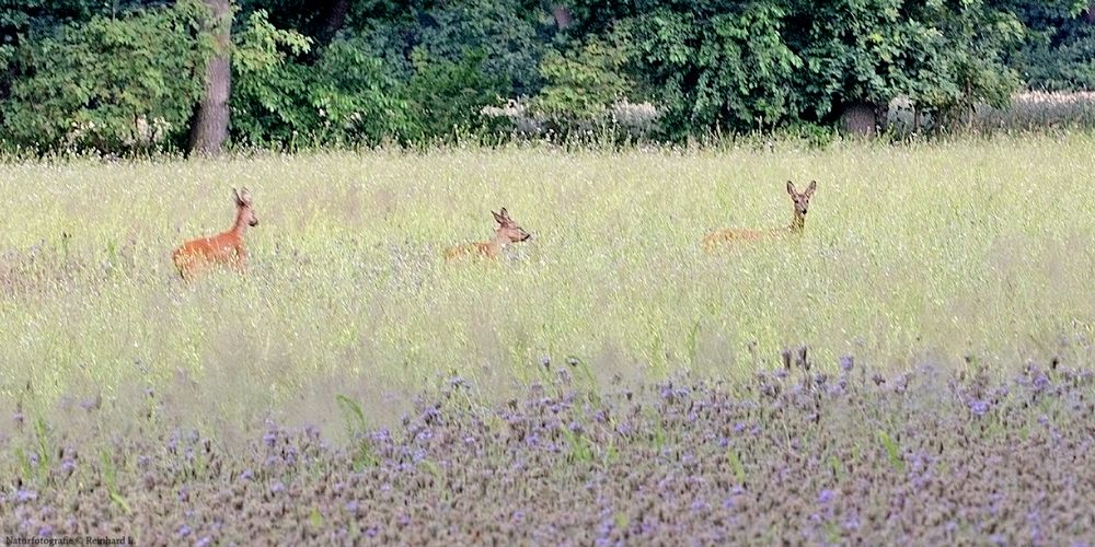  Sommer in den Wiesen / Nachlese 11