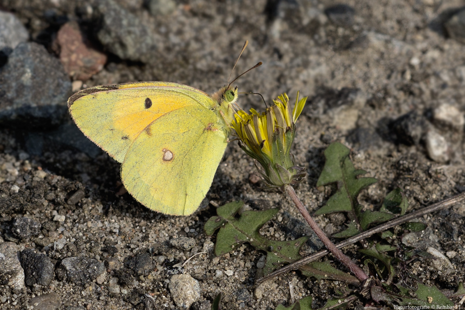  Sommer in den Wiesen / Nachlese 11