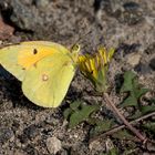  Sommer in den Wiesen / Nachlese 11