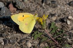  Sommer in den Wiesen / Nachlese 11