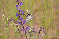 Sommer in den Wiesen / Nachlese 12