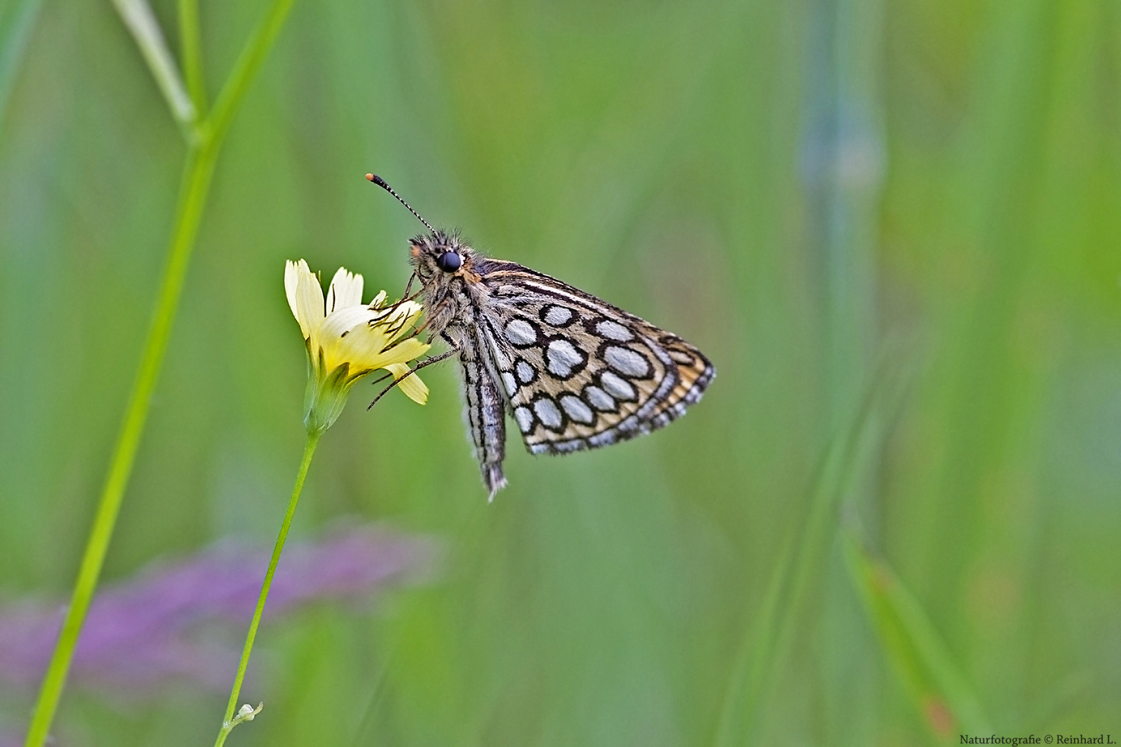  Sommer in den Wiesen / Nachlese 13