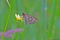  Sommer in den Wiesen / Nachlese 13