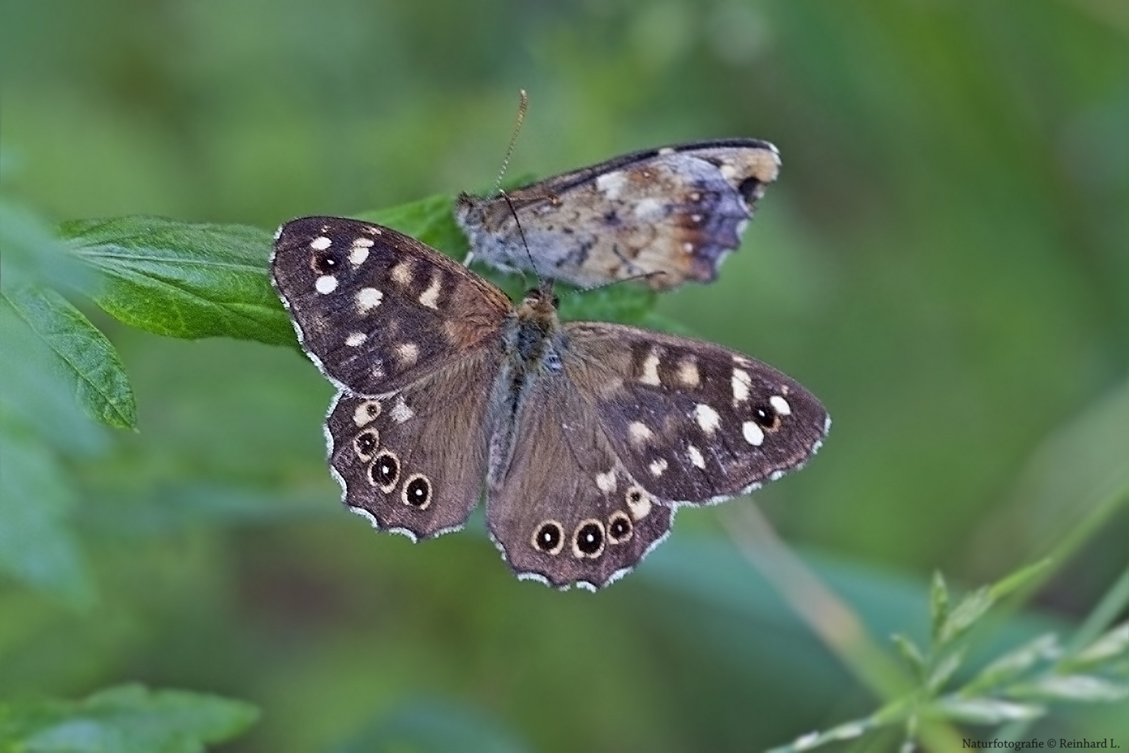  Sommer in den Wiesen / Nachlese 13