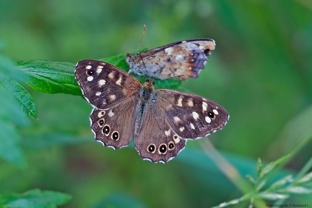  Sommer in den Wiesen / Nachlese 13