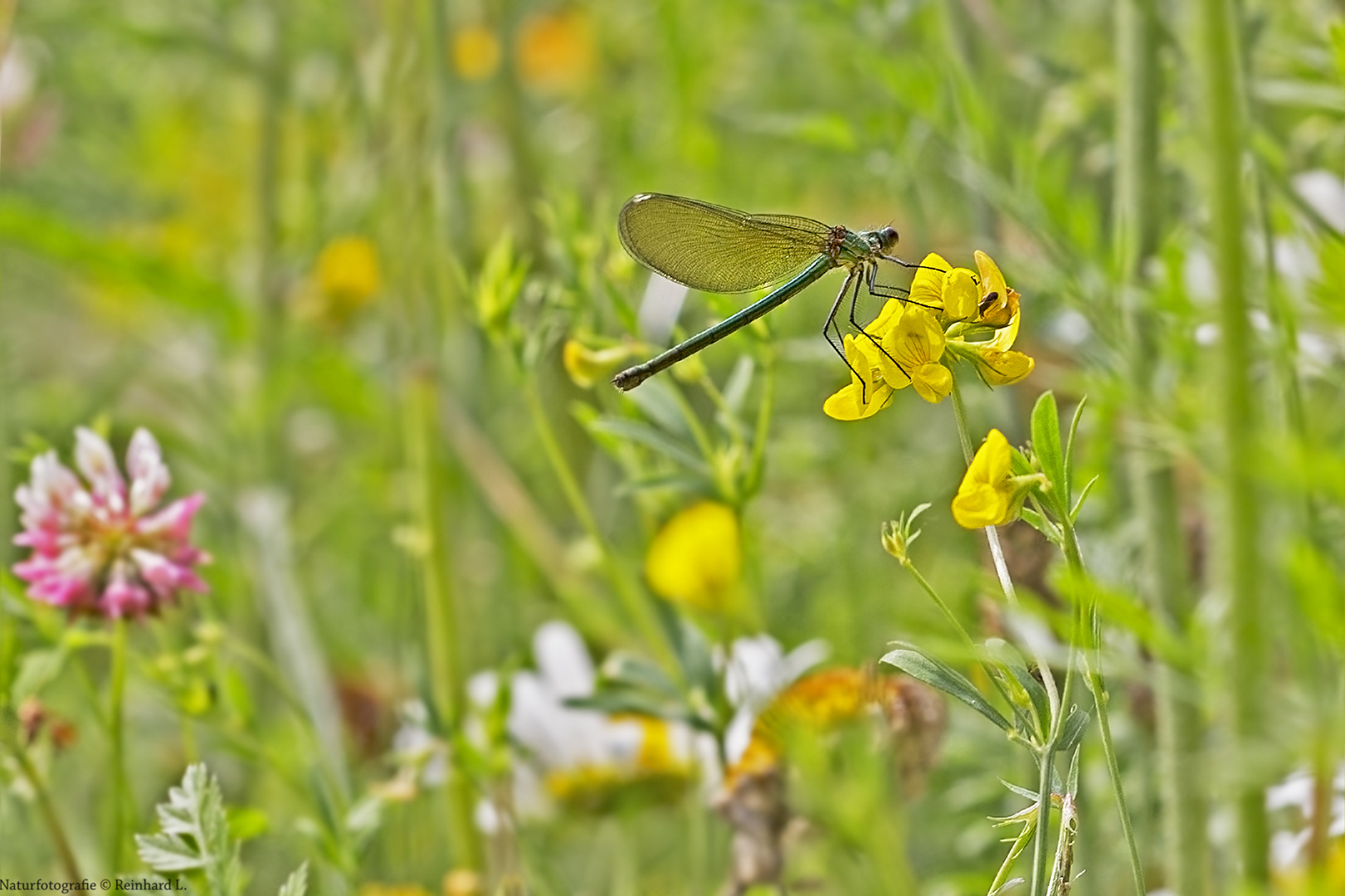 Sommer in den Wiesen / Nachlese 14