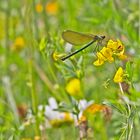 Sommer in den Wiesen / Nachlese 14