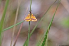  Sommer in den Wiesen / Nachlese 15