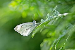 Sommer in den Wiesen / Nachlese 17