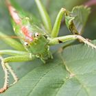  Sommer in den Wiesen / Nachlese 2