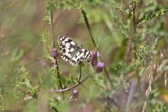 Sommer in den Wiesen  /  Nachlese